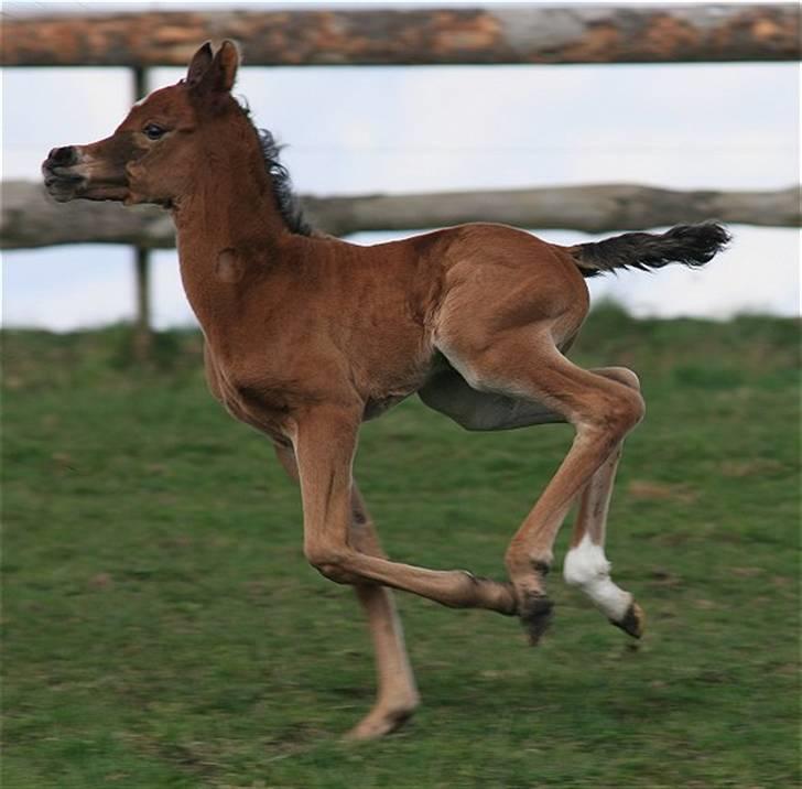 Arabisk fuldblod (OX) Precious Marcia D. billede 8