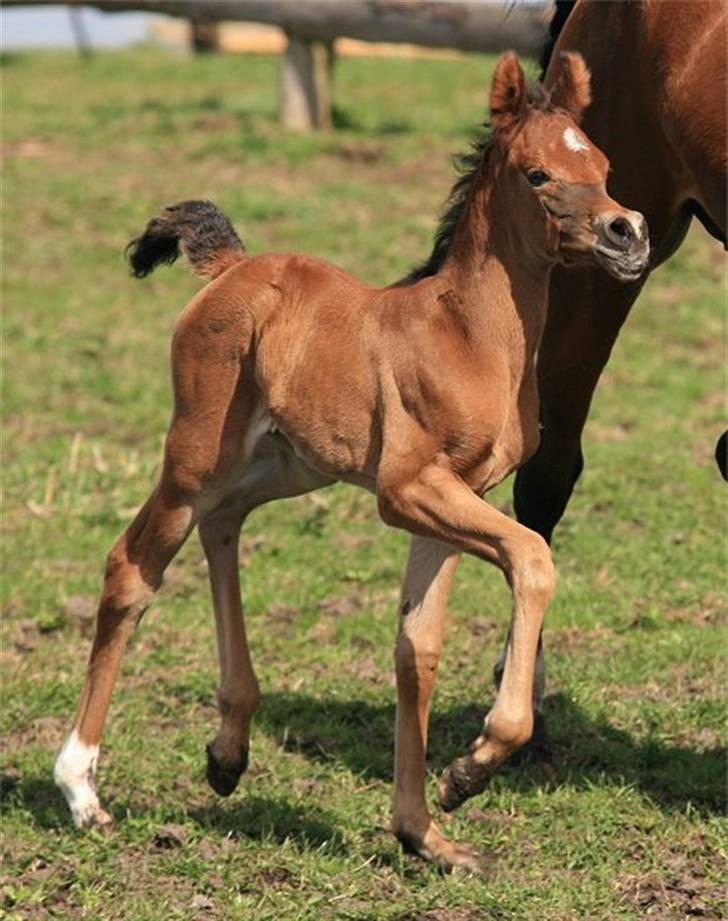 Arabisk fuldblod (OX) Precious Marcia D. billede 9