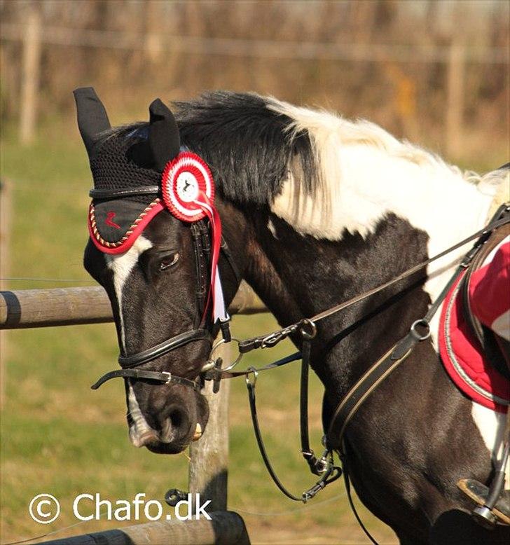 Hollandsk Sportspony Kees * SOLGT* - tja, vi vandt!(-: billede 9