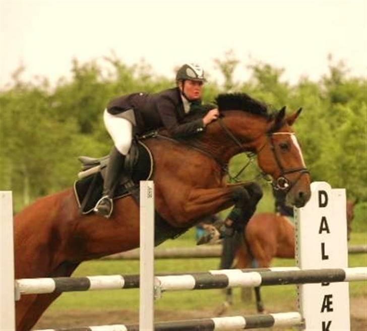 Hollandsk Varmblod Pyroet  billede 11