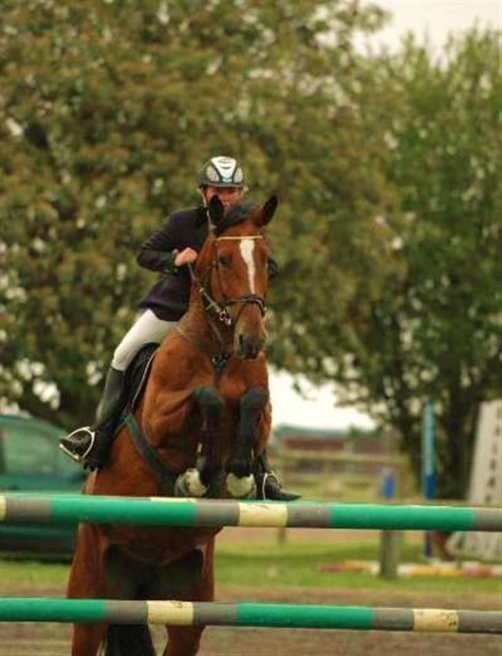 Hollandsk Varmblod Pyroet  billede 12