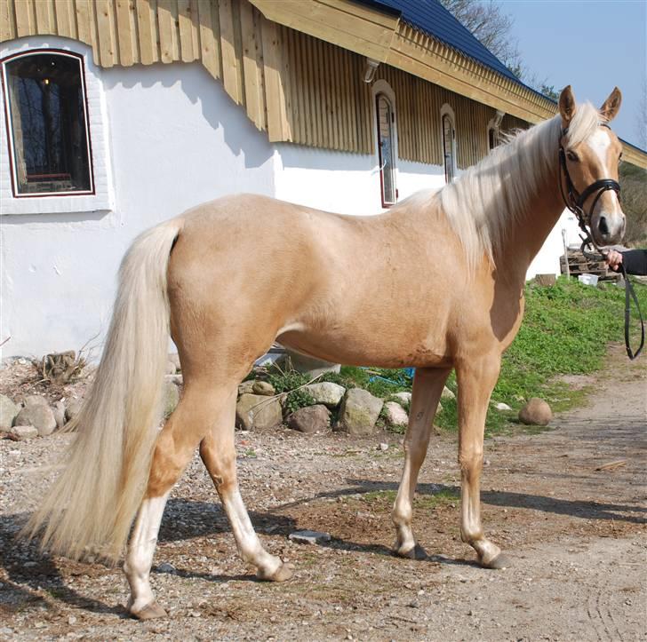 Palomino Lysgaards Diva billede 16