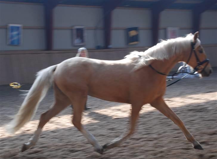 Palomino Lysgaards Diva billede 17