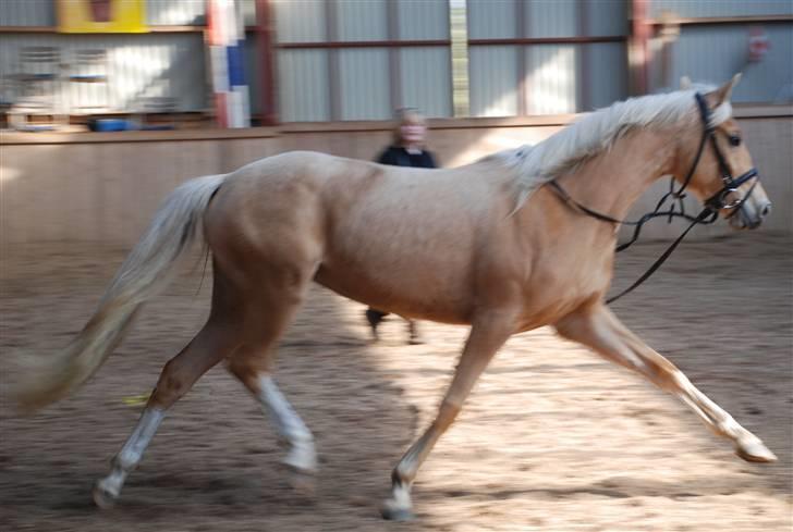 Palomino Lysgaards Diva billede 18