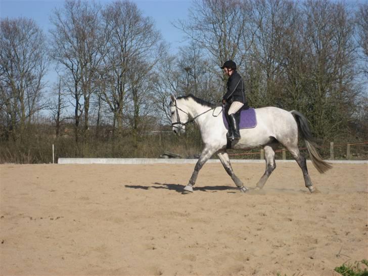 Polsk Varmblod Lille Karlshøj's Manon - Tine (part) & Manon til undervisning 10. april 2009 billede 14