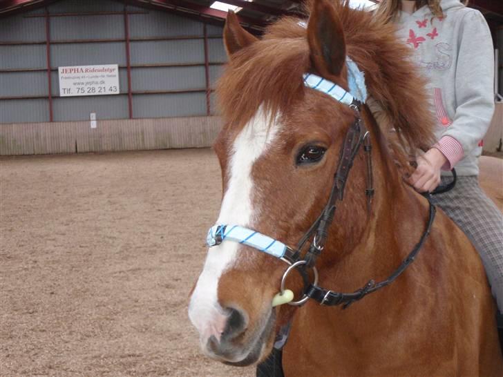 Anden særlig race Miss Mille - Mille som model billede 7