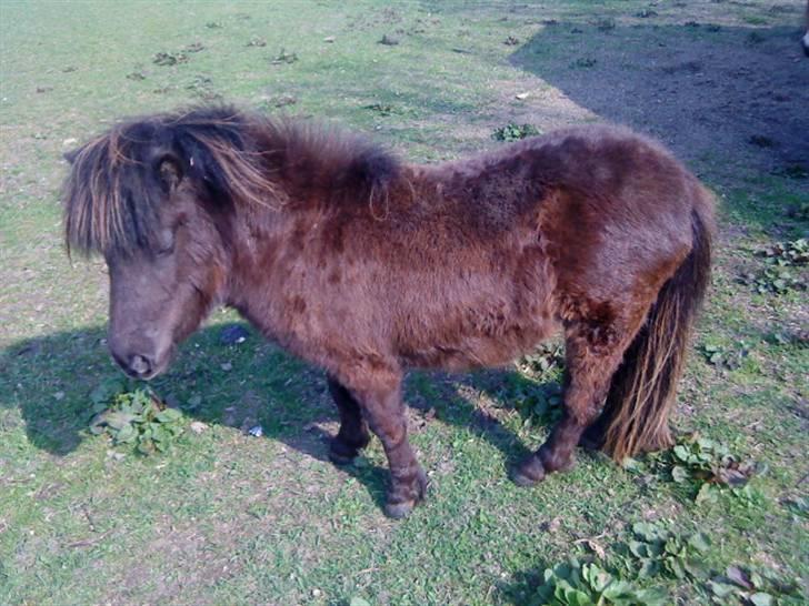 Shetlænder isabella - jeg elsker dig isabella<3 billede 1