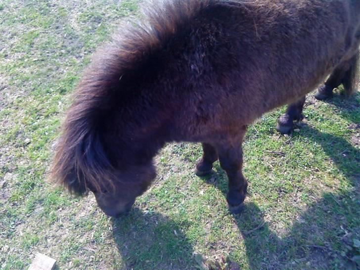 Shetlænder isabella billede 2