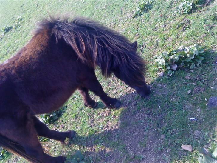 Shetlænder isabella billede 3