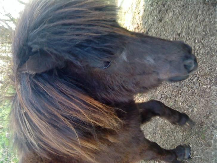 Shetlænder isabella billede 4