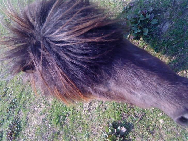 Shetlænder isabella - se mit hår hehe<3" billede 5