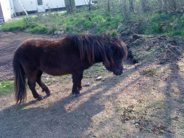 Shetlænder isabella - hvordan er det jeg står?? billede 6