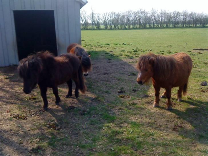 Shetlænder isabella billede 7