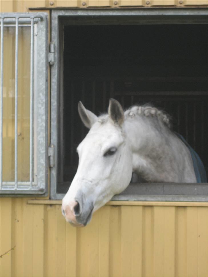 DSP Tovdal's Moonlight SOLGT billede 9
