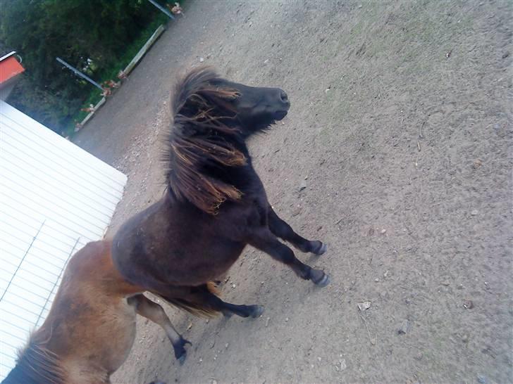 Shetlænder isabella billede 8