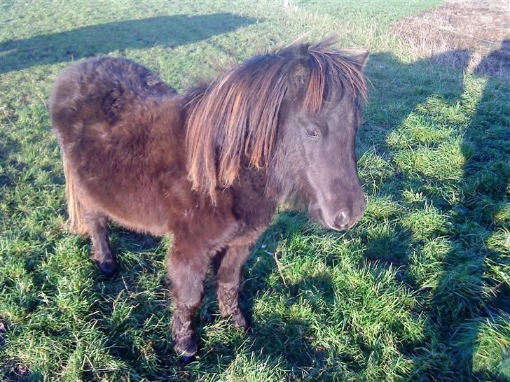 Shetlænder isabella - R jeg ikk flot?., billede 9
