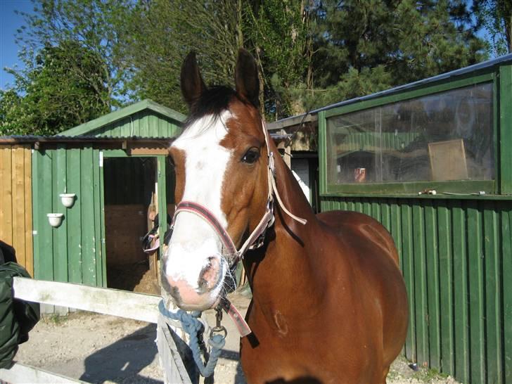 Anden særlig race Ofelia (Ofi) - Velkommen til Ofelias profil <3 billede 1