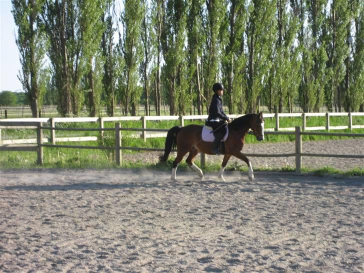 Anden særlig race Ofelia (Ofi) - En af de første gange jeg red hende :D billede 2