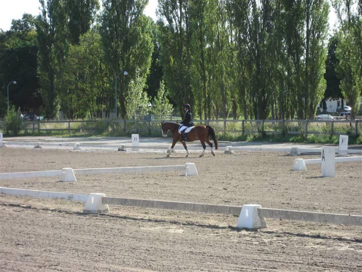 Anden særlig race Ofelia (Ofi) - Første stævne, HVR <3 billede 9