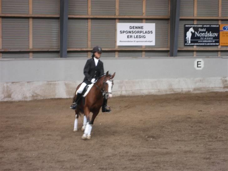 Anden særlig race Ofelia (Ofi) billede 14