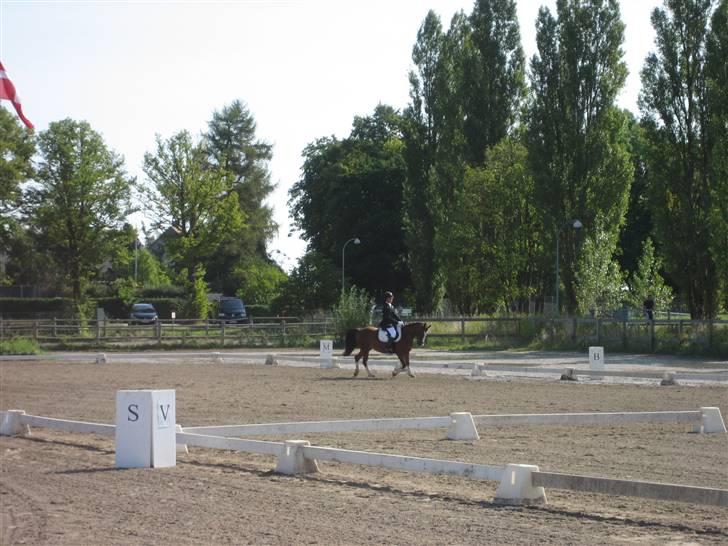 Anden særlig race Ofelia (Ofi) billede 10