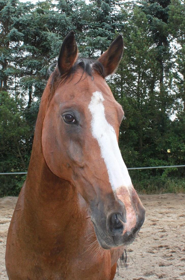 Westfaler Attache <3 *SOLGT* - Første dag med det nye kamera! :D Attache kigger over markerne xD billede 1