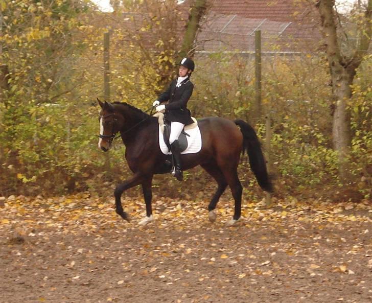 Westfaler Attache <3 *SOLGT* - Fordi han er en dejlig hest! billede 11