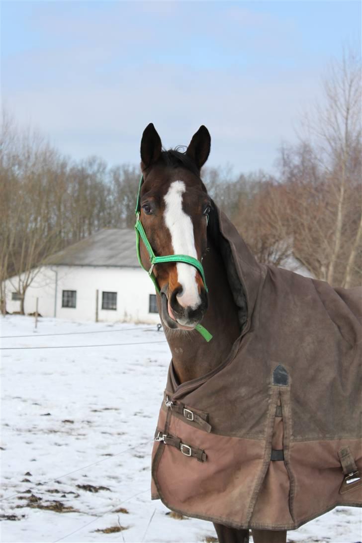 Westfaler Attache <3 *SOLGT* - Fordi Jeg bare elsker den hest! :D <´3 billede 12