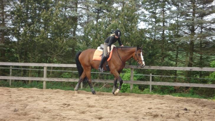 Westfaler Attache <3 *SOLGT* - Fordi man altid skal roses når man gør noget rigtigt :D Foto: Melissa Schødts billede 13