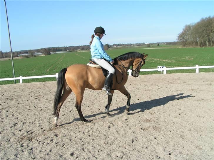 Anglo Araber (AA) Valention billede 1