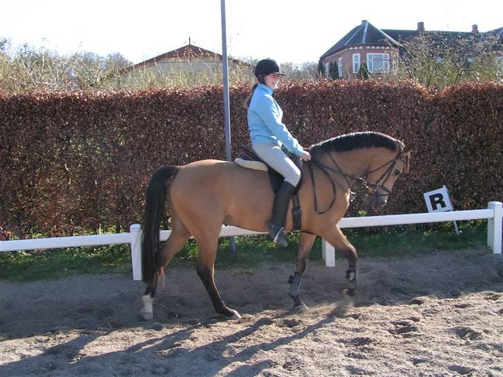 Anglo Araber (AA) Valention billede 3