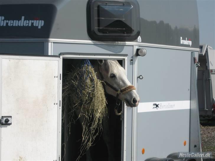 Connemara | Jenny'S Rocket  - Hallo ? ;) billede 13