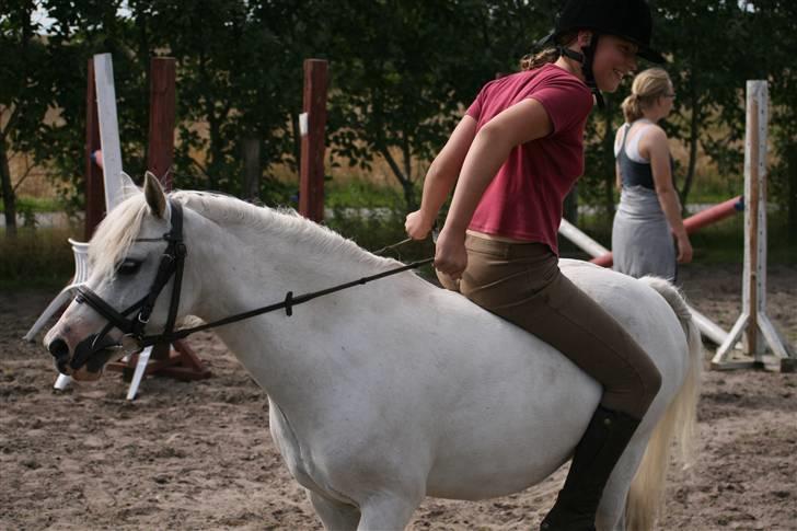 Welsh Mountain (sec A) Gribsvads Patsy - Tag jer ik´ af mig vi lavede almugligt mærkeligt den dag, så hvorfor ikke prøve baglænds? Se lig hendes hoved... billede 14