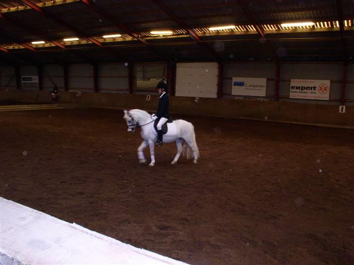 Welsh Mountain (sec A) Gribsvads Patsy - Marie og Patsy til WPD. i Give 09 billede 15