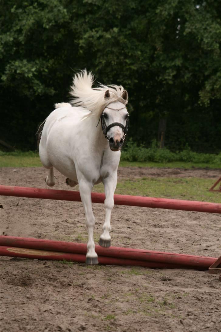 Welsh Mountain (sec A) Gribsvads Patsy billede 16