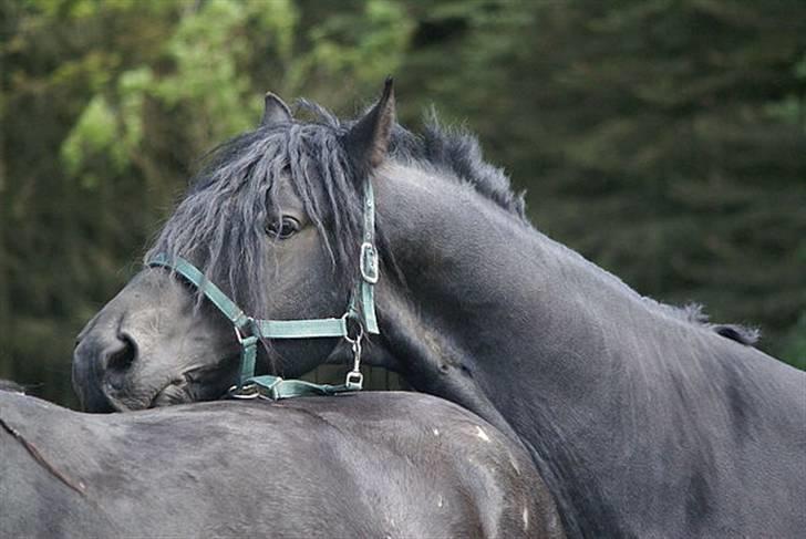 Frieser Mente  - Mynte bedækker maaike. venter nu spændt på føllet. billede 2