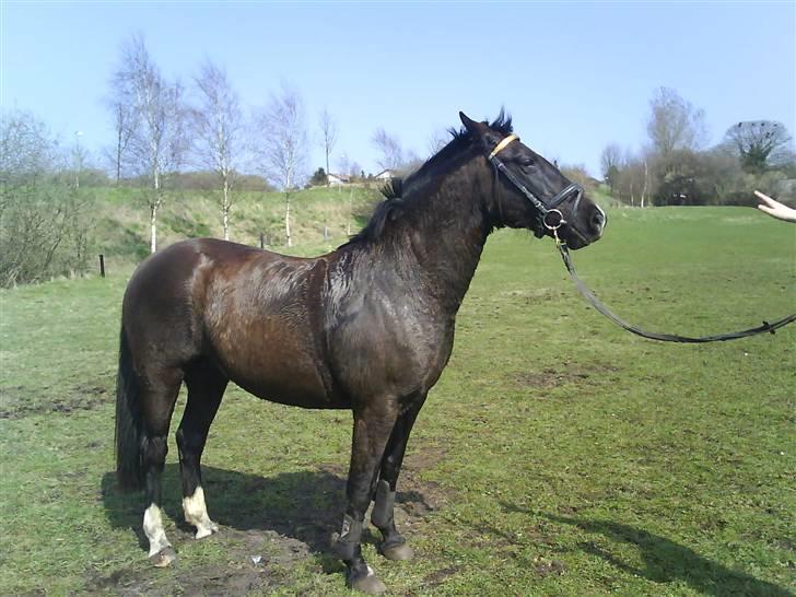 Traver Vindinggaards vikctoria billede 1