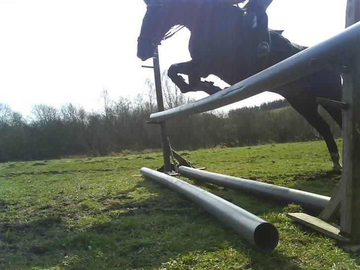 Traver Vindinggaards vikctoria billede 3