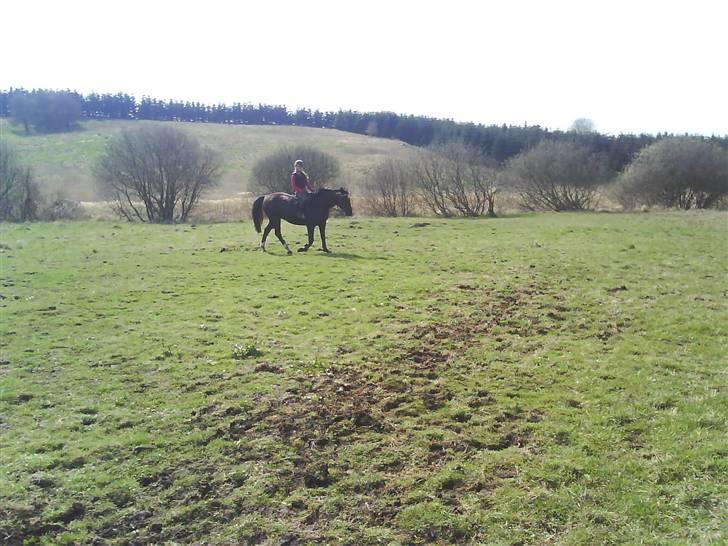 Traver Vindinggaards vikctoria billede 4