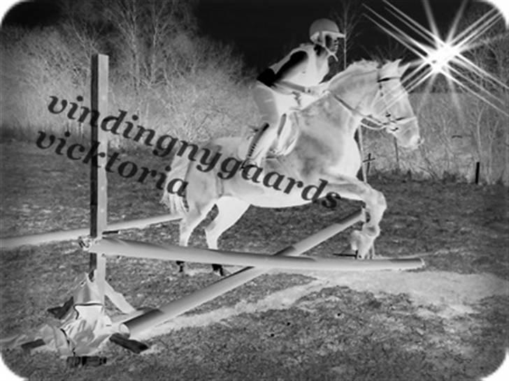 Traver Vindinggaards vikctoria billede 6