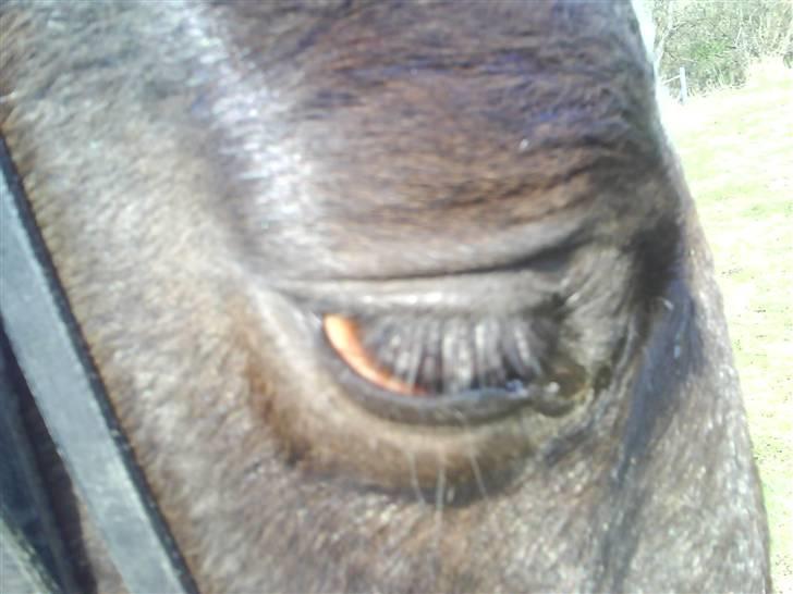 Traver Vindinggaards vikctoria billede 7