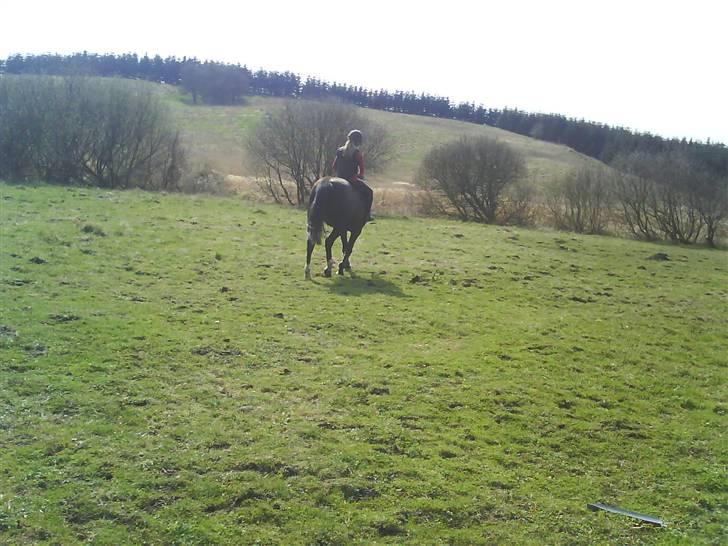 Traver Vindinggaards vikctoria billede 8