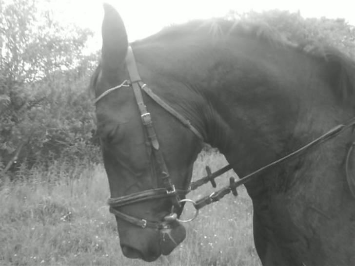 Traver Vindinggaards vikctoria billede 9