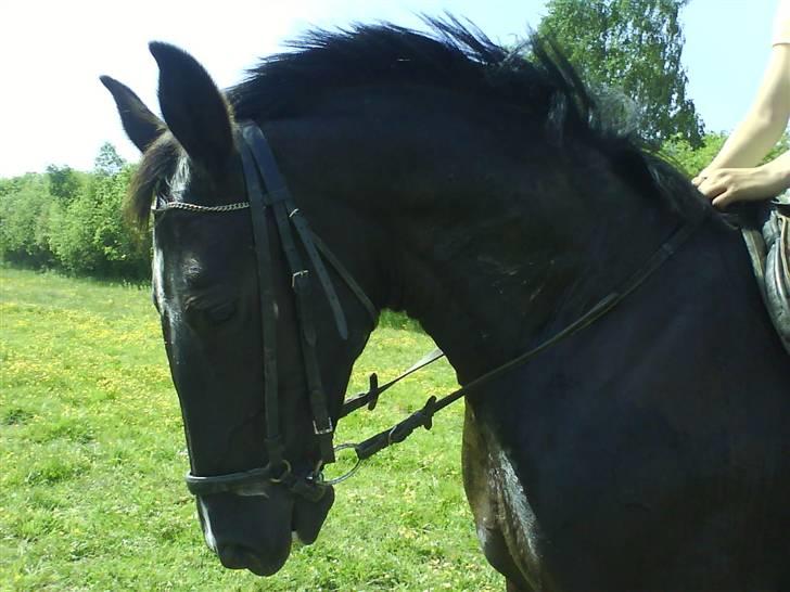 Traver Vindinggaards vikctoria billede 10