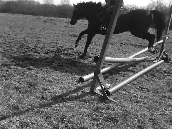 Traver Vindinggaards vikctoria billede 11