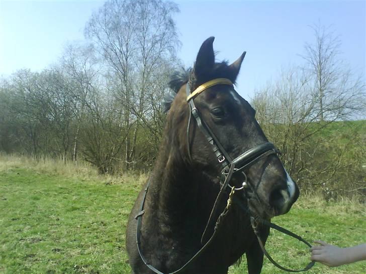 Traver Vindinggaards vikctoria billede 12