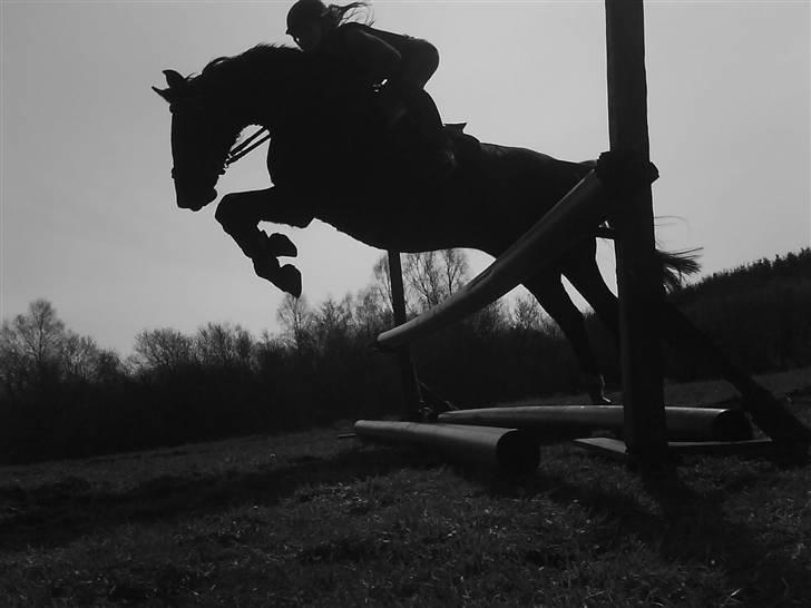 Traver Vindinggaards vikctoria billede 13