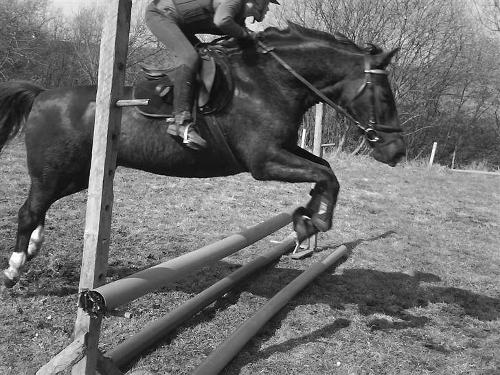 Traver Vindinggaards vikctoria billede 14