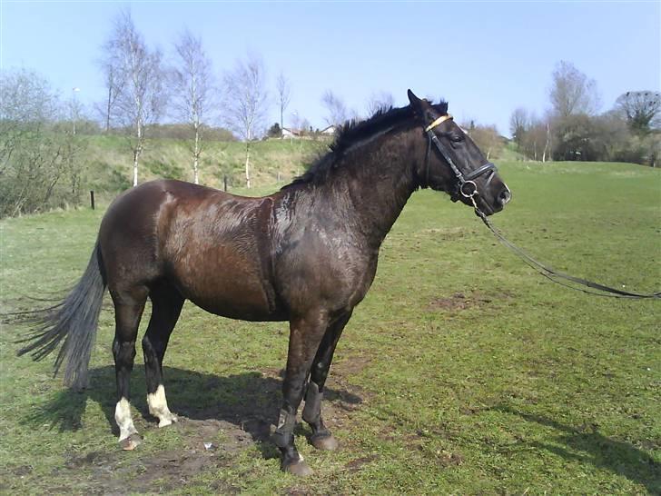 Traver Vindinggaards vikctoria billede 15