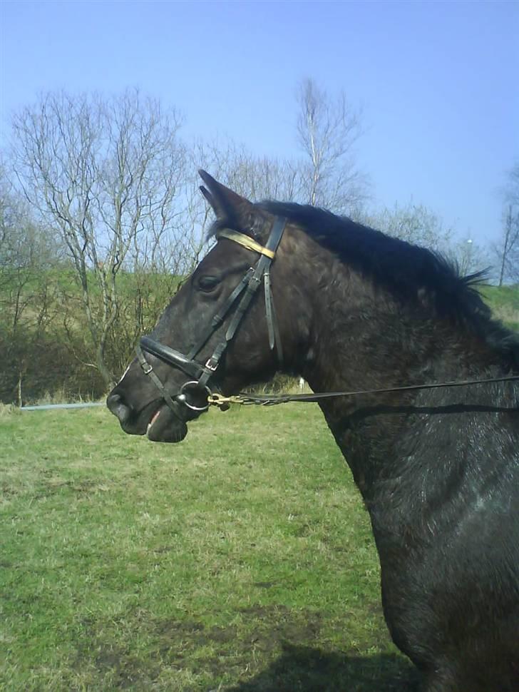 Traver Vindinggaards vikctoria billede 16